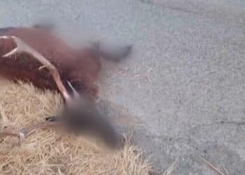 Cervo attraversa la strada all’improvviso e manda in ospedale il conducente del mezzo che lo ha travolto: allarme animali selvatici nel Sulcis