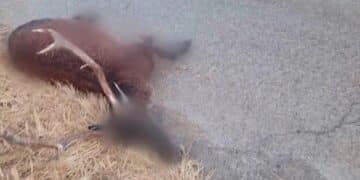 Cervo attraversa la strada all’improvviso e manda in ospedale il conducente del mezzo che lo ha travolto: allarme animali selvatici nel Sulcis