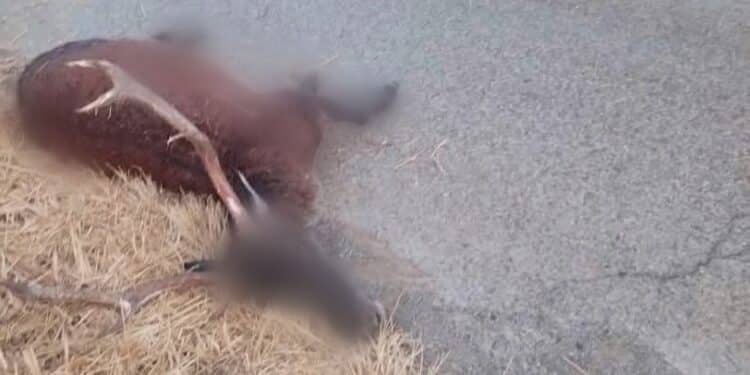 Cervo attraversa la strada all’improvviso e manda in ospedale il conducente del mezzo che lo ha travolto: allarme animali selvatici nel Sulcis