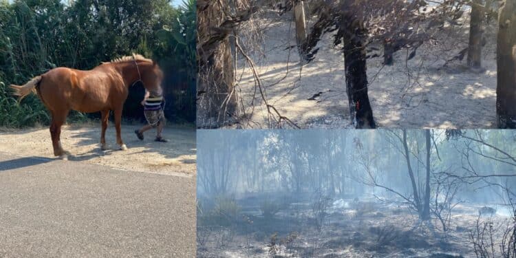 Settimo San Pietro, 80 ettari bruciati dal devastante incendio che ha messo in pericolo aziende e persone