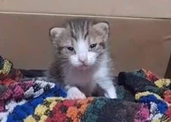 Sos per adottare la piccola Ariel: ha solo tre settimane ma tanta grinta da vendere