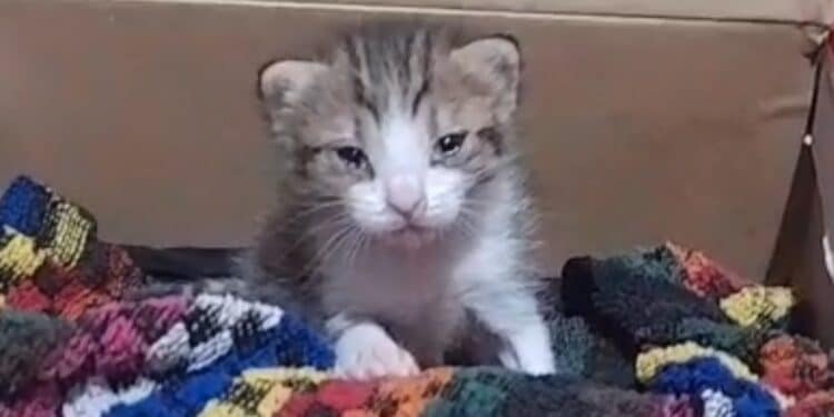 Sos per adottare la piccola Ariel: ha solo tre settimane ma tanta grinta da vendere