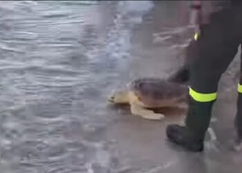 Pula, Brunella e Rocky tornano in mare: liberate due tartarughe