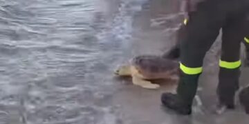 Pula, Brunella e Rocky tornano in mare: liberate due tartarughe