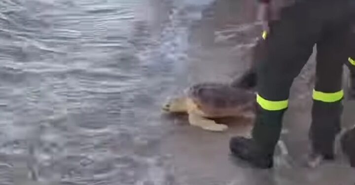 Pula, Brunella e Rocky tornano in mare: liberate due tartarughe