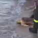 Pula, Brunella e Rocky tornano in mare: liberate due tartarughe