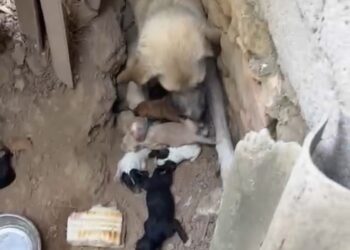 Radio Zampetta Sarda, sos per una cagnetta e i suoi 10 cuccioli a Samatzai