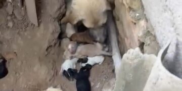 Radio Zampetta Sarda, sos per una cagnetta e i suoi 10 cuccioli a Samatzai