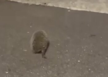 Mandas, un riccio preso di mira e maltrattato da alcuni ragazzini: è sgomento in paese