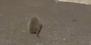 Mandas, un riccio preso di mira e maltrattato da alcuni ragazzini: è sgomento in paese