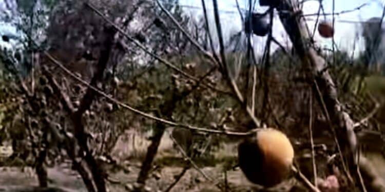 Villacidro, le lacrime e il dolore di chi ha perso tutto