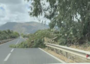 Forti raffiche di vento a Guspini, alberi spezzati in mezzo alla statale
