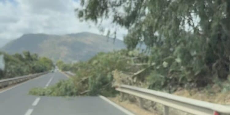 Forti raffiche di vento a Guspini, alberi spezzati in mezzo alla statale