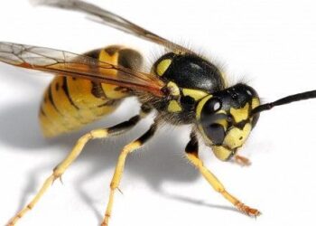 Nurallao, attaccati a lavoro da uno sciame di vespe: un operaio in codice rosso