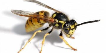 Nurallao, attaccati a lavoro da uno sciame di vespe: un operaio in codice rosso