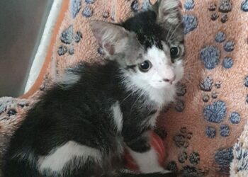 “Prenota l’adozione e parti” con Radio Zampetta Sarda