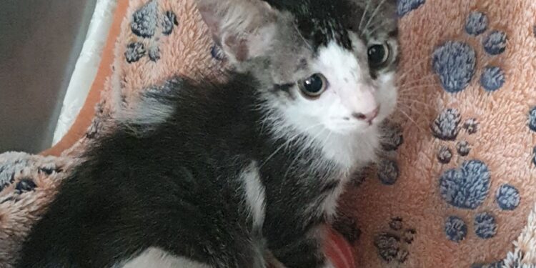 “Prenota l’adozione e parti” con Radio Zampetta Sarda