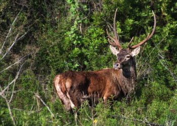 Sarroch, cervi a bordo strada durante la notte sulla statale 195