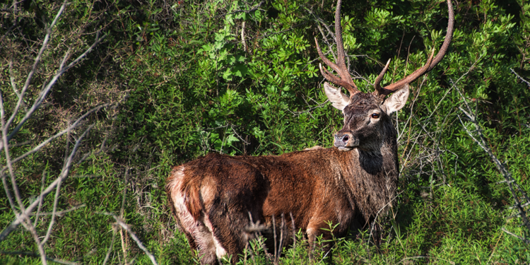 Sarroch, cervi a bordo strada durante la notte sulla statale 195