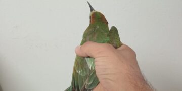 Villaurbana, lo spettacolare salvataggio di un gruccione in difficoltà degli agenti della Forestale