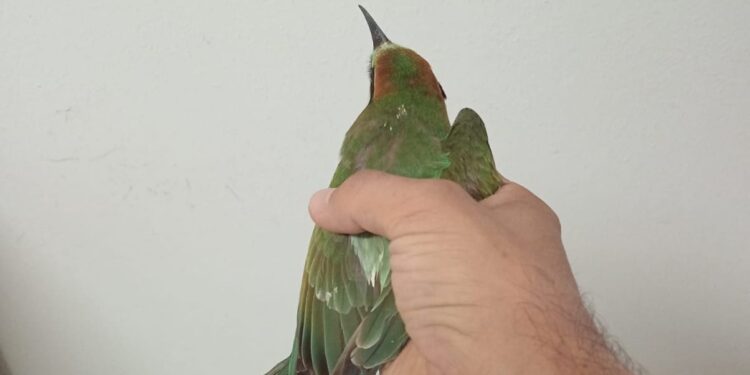 Villaurbana, lo spettacolare salvataggio di un gruccione in difficoltà degli agenti della Forestale