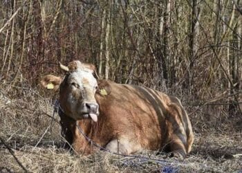 Dermatite bovina in Sardegna, il Tar sospende l’abbattimento dei capi sani e vaccinati