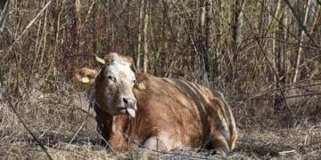 Dermatite bovina in Sardegna, il Tar sospende l’abbattimento dei capi sani e vaccinati