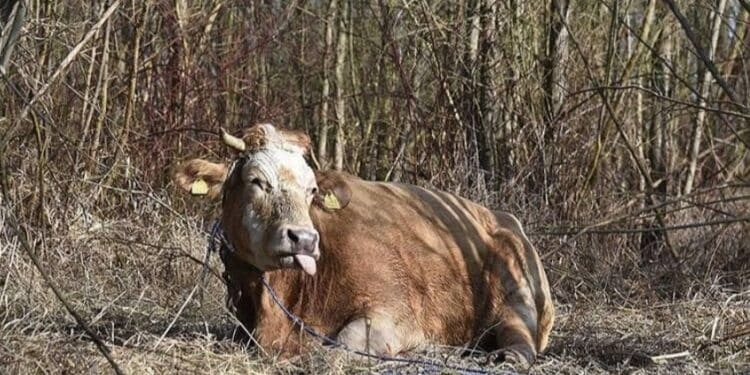 Dermatite bovina in Sardegna, il Tar sospende l’abbattimento dei capi sani e vaccinati