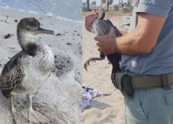 Quartu, pullo di cormorano ferito alla zampa: la Forestale lo salva da morte certa