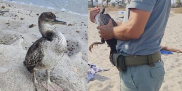 Quartu, pullo di cormorano ferito alla zampa: la Forestale lo salva da morte certa