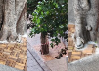 Cagliari, in piazza Yenne il curioso caso dell’albero soffocato dal cemento e dalle piastrelle