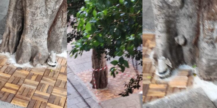 Cagliari, in piazza Yenne il curioso caso dell’albero soffocato dal cemento e dalle piastrelle