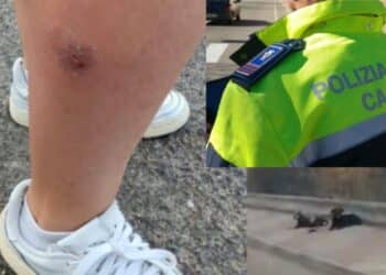 Cagliari, donna aggredita da un branco di cani randagi, la Polizia locale: “Problema conosciuto, sarà risolto a breve, invitiamo a segnalare”