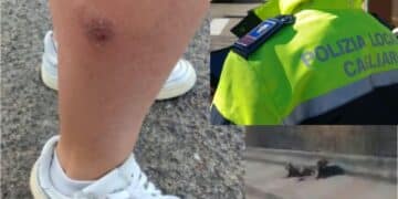 Cagliari, donna aggredita da un branco di cani randagi, la Polizia locale: “Problema conosciuto, sarà risolto a breve, invitiamo a segnalare”