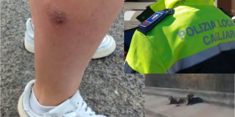 Cagliari, donna aggredita da un branco di cani randagi, la Polizia locale: “Problema conosciuto, sarà risolto a breve, invitiamo a segnalare”