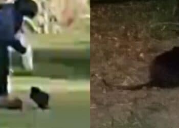 Cagliari, allarme a Terramaini, mamme esasperate: “Parco invaso dalle nutrie, bambini costretti a giocare tra escrementi e pericoli”