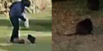 Cagliari, allarme a Terramaini, mamme esasperate: “Parco invaso dalle nutrie, bambini costretti a giocare tra escrementi e pericoli”