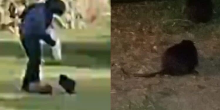 Cagliari, allarme a Terramaini, mamme esasperate: “Parco invaso dalle nutrie, bambini costretti a giocare tra escrementi e pericoli”