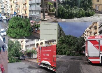 Cagliari, le immagini choc del crollo dello storico albero in viale Sant’Avendrace: poteva essere una tragedia