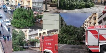 Cagliari, le immagini choc del crollo dello storico albero in viale Sant’Avendrace: poteva essere una tragedia