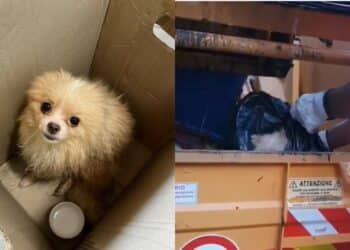 Cagliari, il cagnolino salvato dagli operatori della De Vizia sembra essere sparito nel nulla