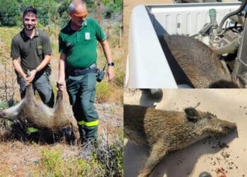 Pula, barracelli salvano due cinghiali intrappolati all’interno di un laghetto