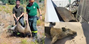 Pula, barracelli salvano due cinghiali intrappolati all’interno di un laghetto