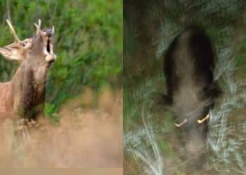 Allarme cervi e cinghiali a Sarroch e Pula: in cerca di cibo e acqua attraversano la strada e fanno razzia di orti