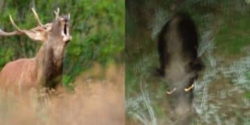 Allarme cervi e cinghiali a Sarroch e Pula: in cerca di cibo e acqua attraversano la strada e fanno razzia di orti