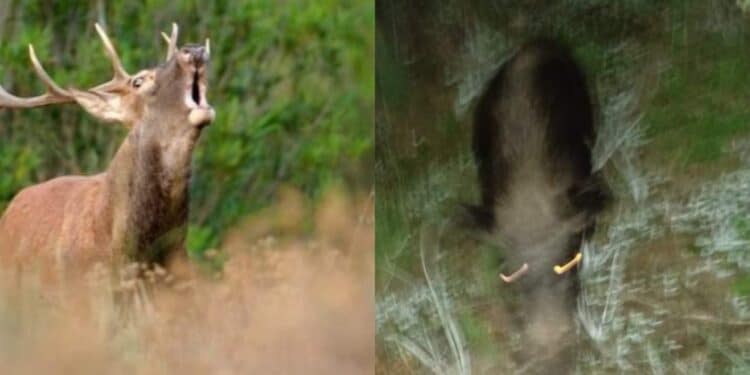 Allarme cervi e cinghiali a Sarroch e Pula: in cerca di cibo e acqua attraversano la strada e fanno razzia di orti