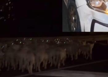 Cagliari, ancora un incidente per la presenza di pecore sulla Ss 131