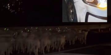 Cagliari, ancora un incidente per la presenza di pecore sulla Ss 131