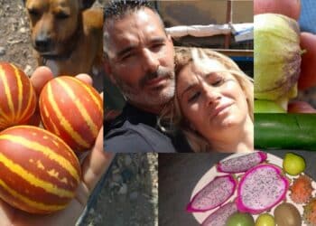 Frutta esotica made in Samassi: tra grano e carciofi spuntano frutto del drago e maracuya