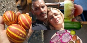 Frutta esotica made in Samassi: tra grano e carciofi spuntano frutto del drago e maracuya